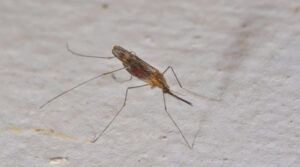 Malariamücke Nahaufnahme